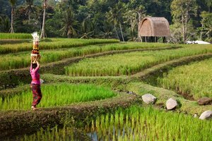 Hotel Mandapa, A Ritz-carlton Reserve