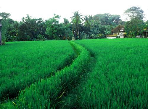 Hostal Adi Santia Bungalows