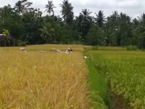 Rumah Abian Village