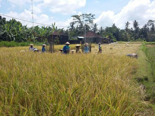 Rumah Abian Village