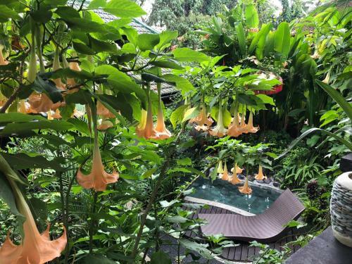 Hostal White Lotus Meditation Centre