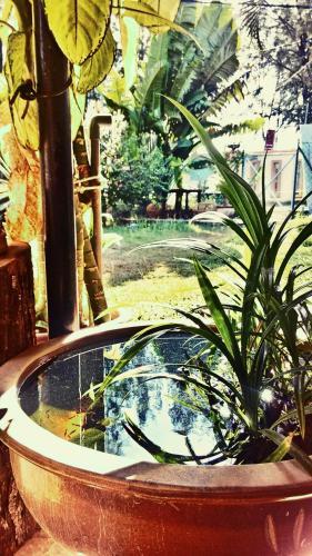 Albergue Bunk Inn At Shaka Langkawi