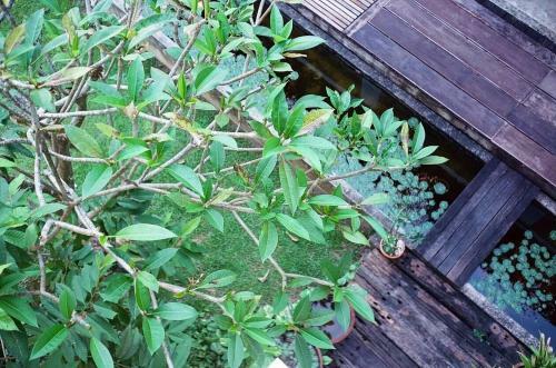 Bed & Breakfast Baan88 Chiangmai