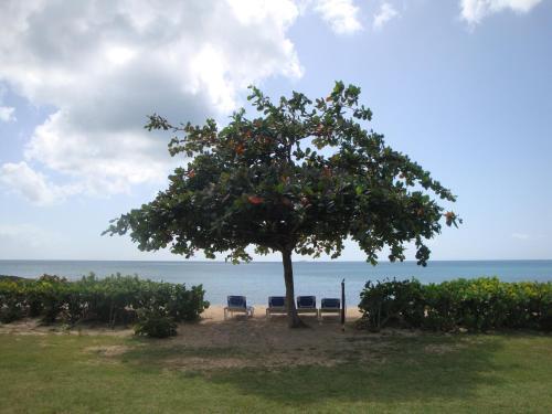 Hotel Hawksbill By Rex Resorts - Adults Only