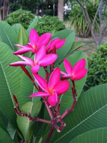 Hotel Gentl Grown Sanya Seashore