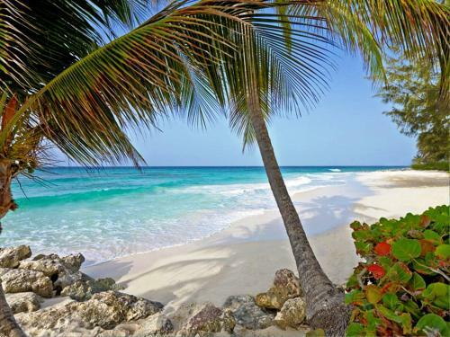Turtle Beach By Elegant Hotels All Suites All Inclusive