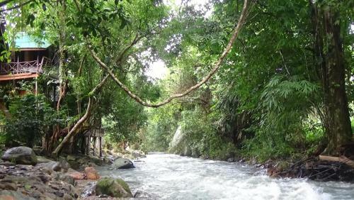 Hotel Tree Tops River Huts