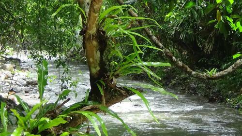 Hotel Tree Tops River Huts