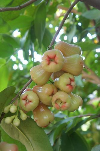 Cashew Nut Village