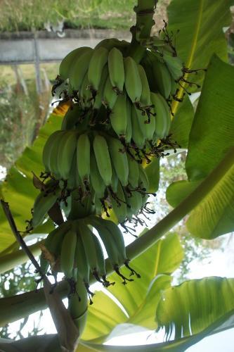 Cashew Nut Village