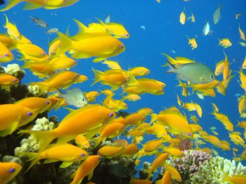 Hotel Red Sea Dive Center
