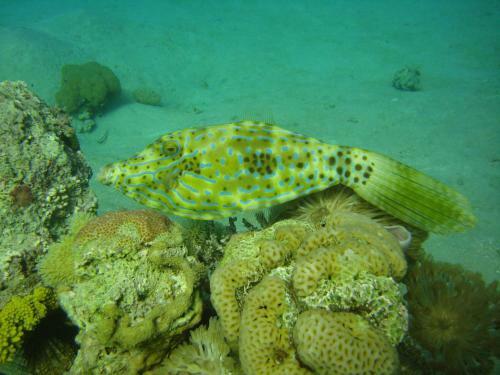 Hotel Red Sea Dive Center