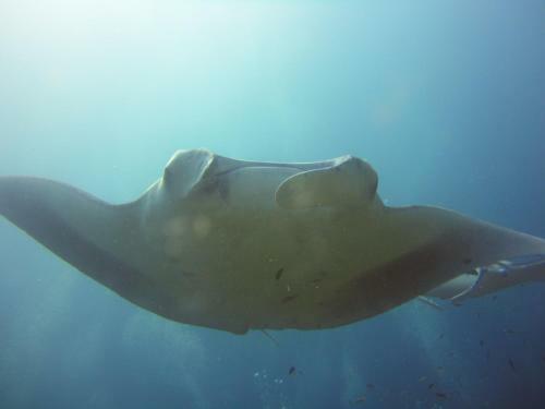 Hotel Red Sea Dive Center