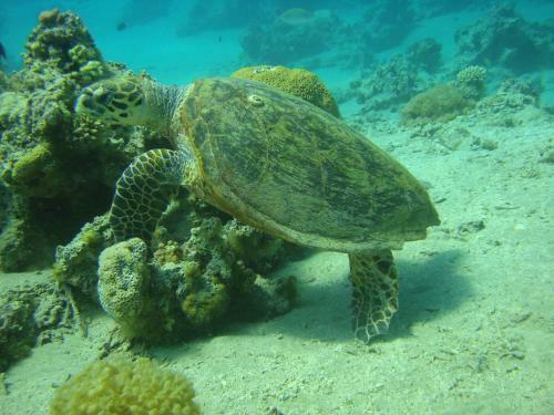 Hotel Red Sea Dive Center