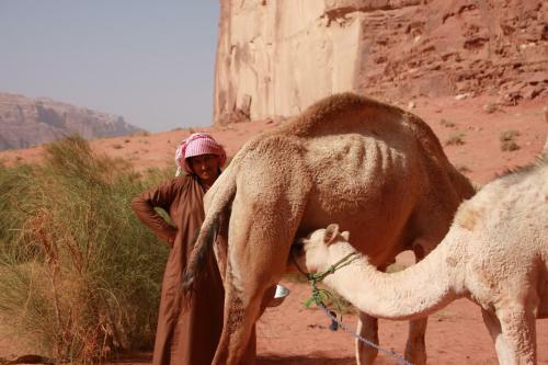 Bedouin Lifestyle Camp