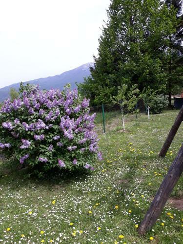 Apartment Gradina