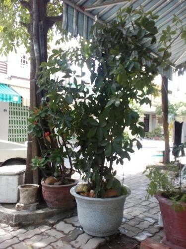 Heo Dat Homestay