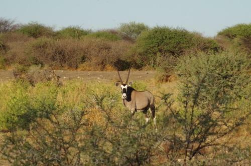 Frans Indongo Lodge