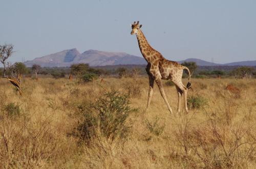 Frans Indongo Lodge