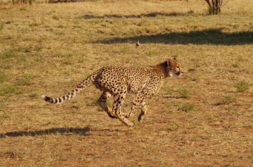 Frans Indongo Lodge