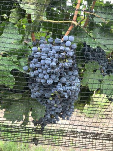 Hotel Chaglasian Wine & Suites