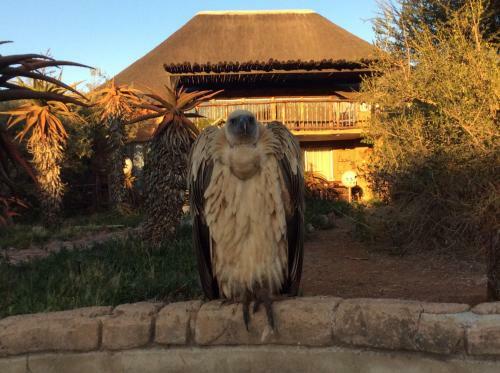 Klein Paradys Lodge - Polokwane