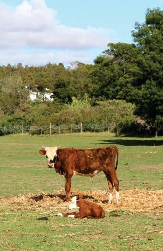 Bed & Breakfast Swelln2 Farm Lodge