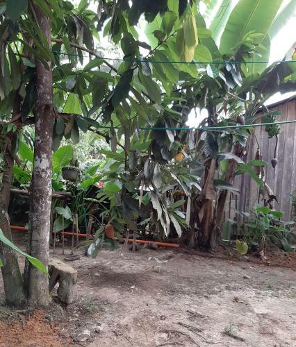 Comunidade Do Xingu Camping Side