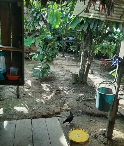 Comunidade Do Xingu Camping Side