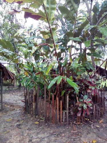 Comunidade Do Xingu Camping Side