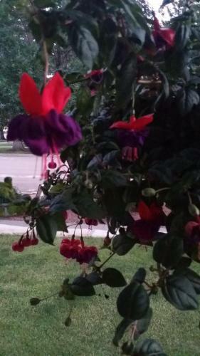Hearts Desire Bed & Breakfast