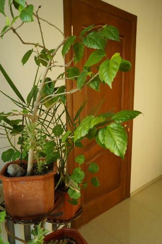 Hostal Guest House Pridneprovskiy