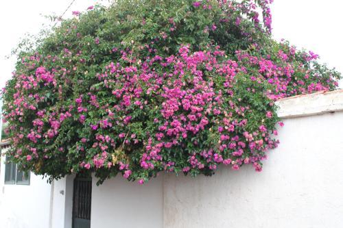 Casa Del Maestro