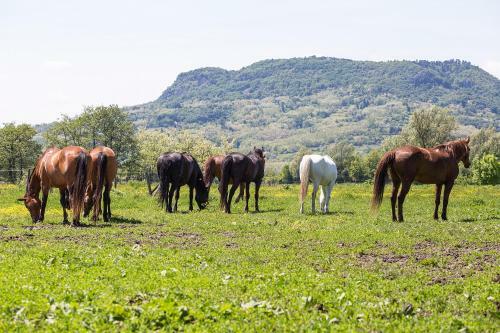 Bed & Breakfast Gyulavez�r Lovasbirodalma