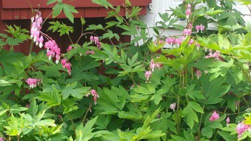 Albergue Stora Djul� Vandrarhem