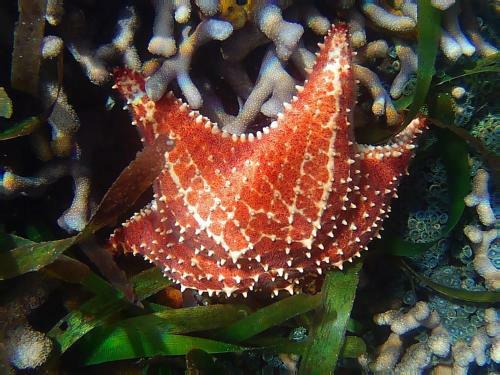 Cocovivo