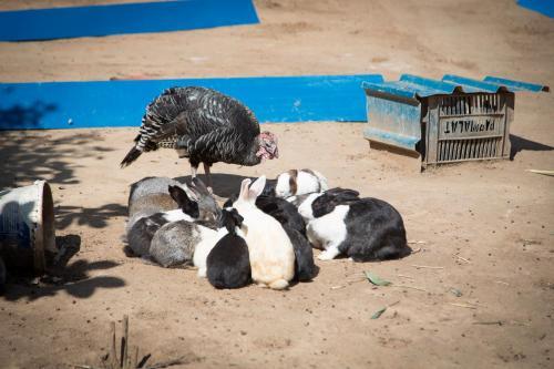 Mokorro Game Ranch And Lodge