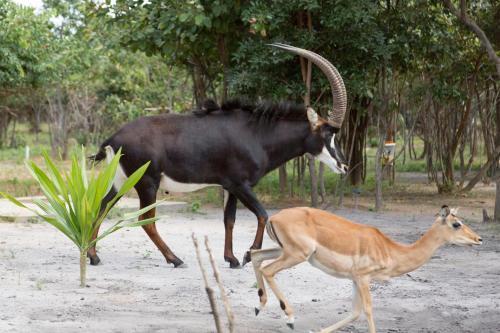 Mokorro Game Ranch And Lodge