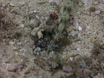 Apartamento Badladz Dive Resort