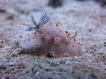 Apartamento Badladz Dive Resort