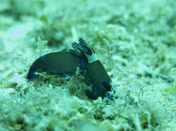 Apartamento Badladz Dive Resort