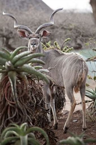Hotel Ubizane Wildlife Reserve