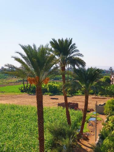 Farida Apartments