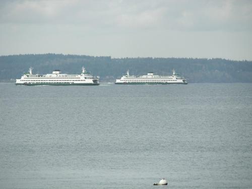 Magpie On Alki