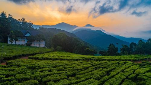 Hotel Tea Harvester