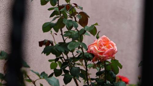 Hostal Andria's Home Stay