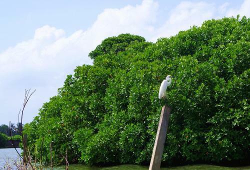 Hotel Villa Eco Green