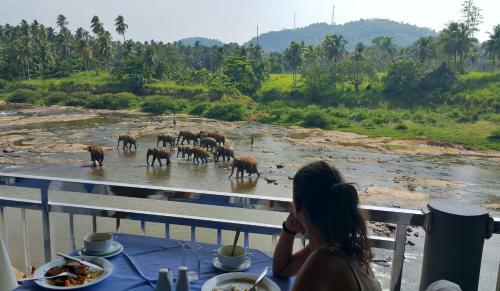 Hotel Elephant Park