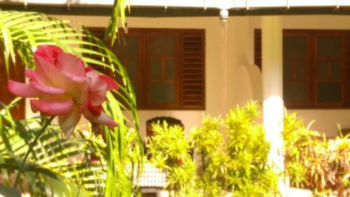 Bed & Breakfast Palm Garden Guest House