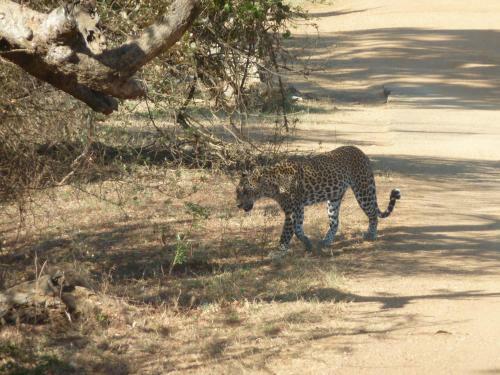 Hostal Yala Leopard Paradise Safari